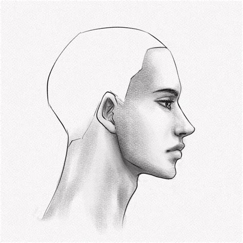 side profile of a head|head side view drawing.